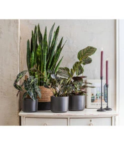 Dehner Seegras-Korb Rob, Rund, Braun/schwarz 13 Dehner Seegras-Korb Rob, Rund, Braun/schwarz -Dehner 8721680 3816550 3816576 6904783 4495826 8506412 8201253 8201261 WE MO 001 SansevieriaBlackCoralT17TopfNeleKorbRob