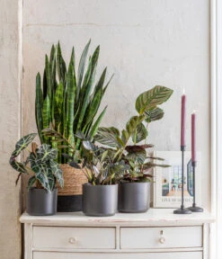 Korbmarante - Calathea Ornata 7 Korbmarante - Calathea Ornata -Dehner 8721680 WE MO 001 SansevieriaBlackCoralT17