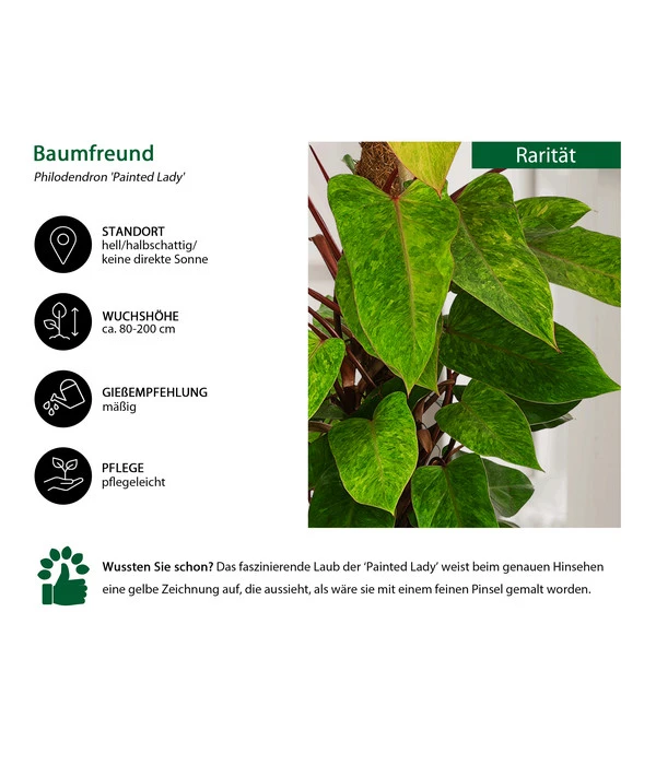 Baumfreund - Philodendron 'Painted Lady' 4 Baumfreund - Philodendron 'Painted Lady' – Bild 2
