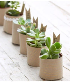 Mini Sukkulenten, Verschiedene Sorten -Dehner 8722514 PR MO 006 Sukkulenten