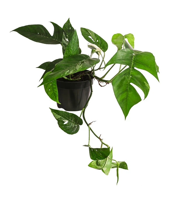 Efeutute - Epipremnum Pinnatum, Panaschiert 3 Efeutute - Epipremnum Pinnatum, Panaschiert