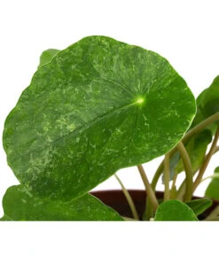 Glückstaler - Pilea Peperomioides 'Sugar' -Dehner 8731408 WE DE 001 PileaSugarT13