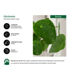 Glückstaler - Pilea Peperomioides 'Sugar' -Dehner 8731408 WE IG 001 PileaSugar