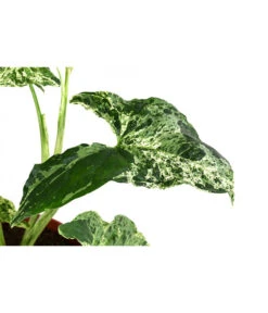 Purpurtute - Syngonium Podophyllum 'Mottled' 9 Purpurtute - Syngonium Podophyllum 'Mottled' -Dehner 8731432 WE DE 001 PurpurtuteSyngoniumMottledT12