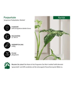 Purpurtute - Syngonium Podophyllum 'Mottled' 8 Purpurtute - Syngonium Podophyllum 'Mottled' -Dehner 8731432 WE IG 001 PurpurtuteSyngoniumMottled