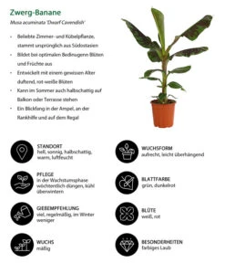 Banane 'Dwarf Cavendish' -Dehner 8735920 WE IG 001 ZwergBanane