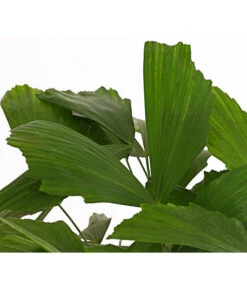 Fischschwanzpalme - Caryota Mitis 6 Fischschwanzpalme - Caryota Mitis -Dehner 8738189 PR DE 001 FischschwanzpalmeCaryotaMitisT21DehnerExpressHerzig