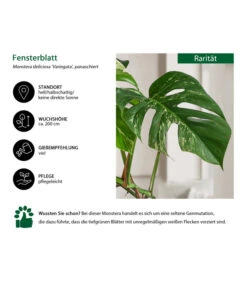Fensterblatt - Monstera Deliciosa 'Variegata', Panaschiert -Dehner 8742181 WE IG 001 FensterblattMonsteraVariegata