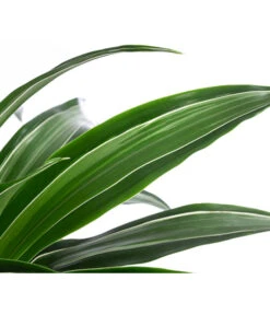 Drachenbaum - Dracaena 'White Stripe', In Keramik -Dehner 8742520 WE DE 004 DracaenaDeremensisWhiteStripeT21 MonatsangebotMai2022