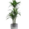 Drachenbaum - Dracaena 'White Stripe', In Keramik