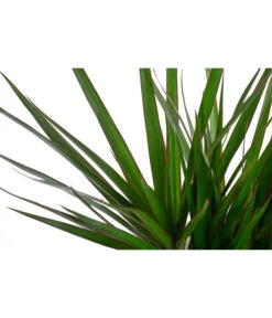 Drachenbaum - Dracaena Marginata, In Seegras-Korb -Dehner 8742553 WE DE 001 DrachenbaumimKorb