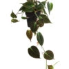 Baumfreund - Philodendron Scandens 'Micans'
