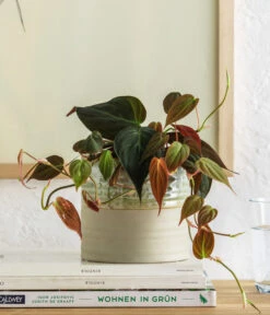 Baumfreund - Philodendron Scandens 'Micans' 7 Baumfreund - Philodendron Scandens 'Micans' -Dehner 8744559 WE MO 001 PhilodendronScandensMicans