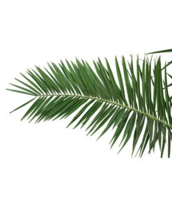 XXL Kanarische Dattelpalme, Ca. 170 Cm 7 XXL Kanarische Dattelpalme, Ca. 170 Cm -Dehner 8753063 PR DE 001 XXLKanarischeDattelpalme70L