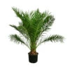 XXL Kanarische Dattelpalme, Ca. 170 Cm -Dehner 8753063 WE FS 002 PhoenixCanariensis70L DattelpalmeXXL