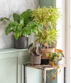 Dehner Seegras-Korb Rob, Rund, Braun/schwarz 10 Dehner Seegras-Korb Rob, Rund, Braun/schwarz -Dehner 875841 WE MO 001 DracaenaSongofIndiaT24AutumnLeaf 1