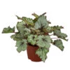 Blattbegonie - Begonia Rex-Hybride 'Asian Tundra' -Dehner 8761017 WE FS 001 BegoniaAsianTundra Blattbegonie