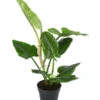 Baumfreund - Philodendron Subhastatum -Dehner 8763633 WE FS 002 PhilodendronSubhastatum