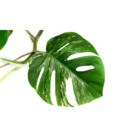 Fensterblatt - Monstera Deliciosa 'Variegata', Panaschiert -Dehner 8765257 WE DE 001 MonsteraVariegataT17