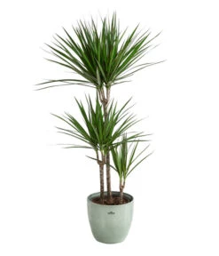 Drachenbaum - Dracaena Marginata, In Keramik