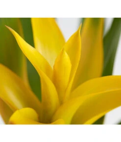 Vriesea - Bromelia Cultivars, Verschiedene Sorten -Dehner 8774564 PR DE 001 VriesiaGelbOrangeMixT9DehnerExpressZS