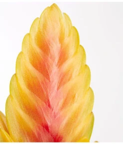 Vriesea - Bromelia Cultivars, Verschiedene Sorten -Dehner 8774564 PR DE 002 VriesiaGelbOrangeMixT9DehnerExpressZS