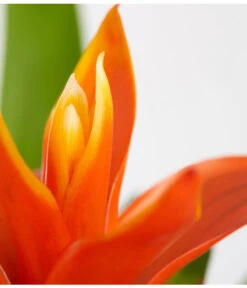 Vriesea - Bromelia Cultivars, Verschiedene Sorten -Dehner 8774564 PR DE 003 VriesiaGelbOrangeMixT9DehnerExpressZS