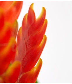 Vriesea - Bromelia Cultivars, Verschiedene Sorten -Dehner 8774564 PR DE 004 VriesiaGelbOrangeMixT9DehnerExpressZS