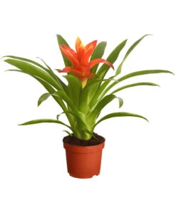 Vriesea - Bromelia Cultivars, Verschiedene Sorten -Dehner 8774564 PR FS 002 VriesiaGelbOrangeMixT9DehnerExpressZS