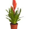 Vriesea - Bromelia Cultivars, Verschiedene Sorten 1 Vriesea - Bromelia Cultivars, Verschiedene Sorten -Dehner 8774564 PR FS 004 VriesiaGelbOrangeMixT9DehnerExpressZS