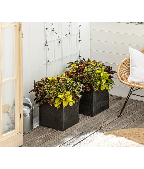 Beet- & Balkonpflanzen-Set Farbexplosion, 6-teilig 10 Beet- & Balkonpflanzen-Set Farbexplosion, 6-teilig – Bild 8