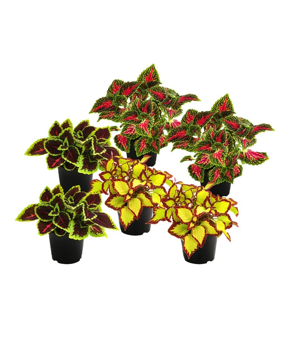 Beet- & Balkonpflanzen-Set Farbexplosion, 6-teilig 3 Beet- & Balkonpflanzen-Set Farbexplosion, 6-teilig