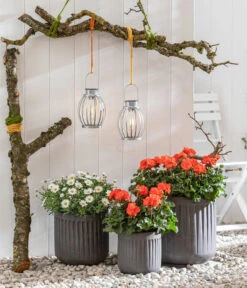 Margerite, Weiß -Dehner 8803660 8813206 WE MO 001 MargeriteWeiss GeranieOrange GC05 2022 01