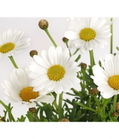 Margerite, Weiß -Dehner 8803660 PR DE 001 MargeritenWeissT11DehnerExpressHerzig