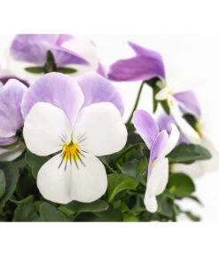 Hornveilchen, Sonderfarben -Dehner 8808685 PR DE 001 HornveilchenViolaCornutaSonderfarbenT10DehnerExpressHerzig