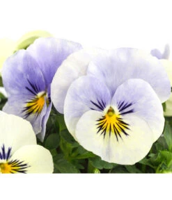 Hornveilchen, Sonderfarben -Dehner 8808685 PR DE 003 HornveilchenViolaCornutaSonderfarbenT10DehnerExpressHerzig