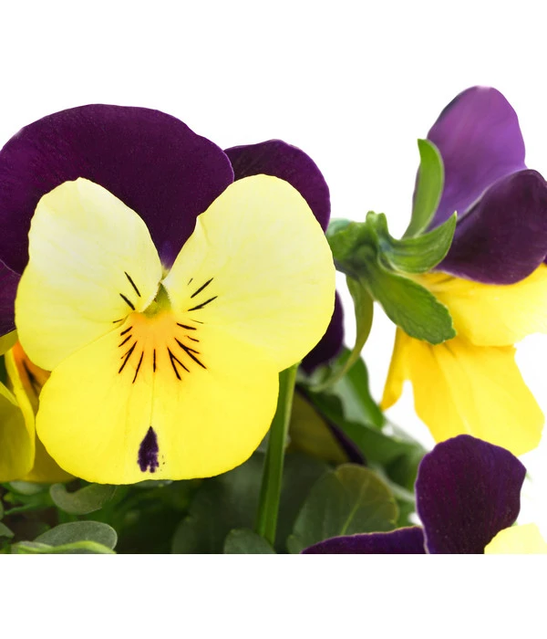 Hornveilchen, Sonderfarben – Bild 9