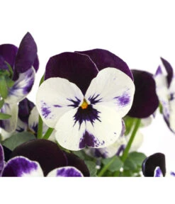 Hornveilchen, Sonderfarben -Dehner 8808685 PR DE 005 HornveilchenViolaCornutaSonderfarbenT10DehnerExpressHerzig