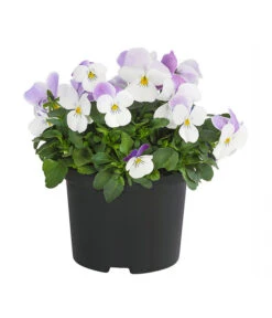 Hornveilchen, Sonderfarben -Dehner 8808685 PR FS 001 HornveilchenViolaCornutaSonderfarbenT10DehnerExpressHerzig