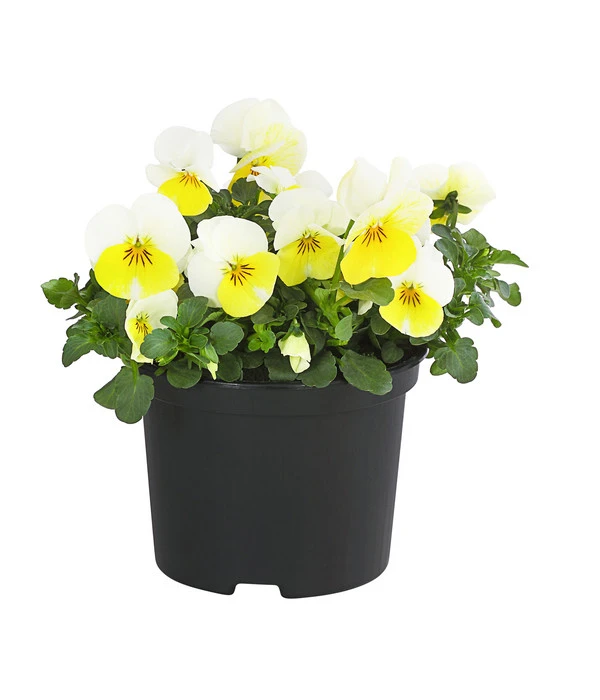 Hornveilchen, Sonderfarben – Bild 2