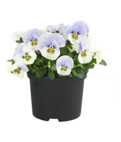 Hornveilchen, Sonderfarben -Dehner 8808685 PR FS 003 HornveilchenViolaCornutaSonderfarbenT10DehnerExpressHerzig