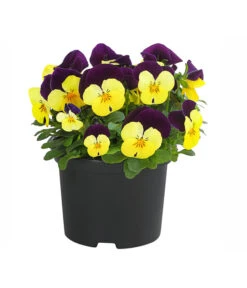 Hornveilchen, Sonderfarben -Dehner 8808685 PR FS 004 HornveilchenViolaCornutaSonderfarbenT10DehnerExpressHerzig