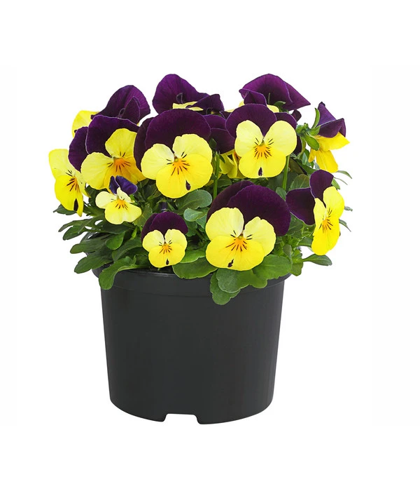 Hornveilchen, Sonderfarben – Bild 3