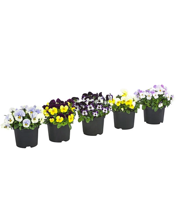 Hornveilchen, Sonderfarben