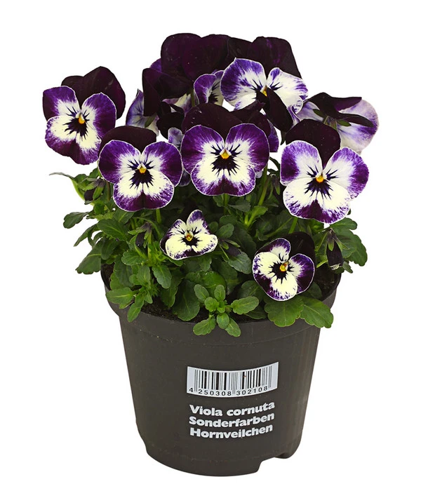 Hornveilchen, Sonderfarben – Bild 6