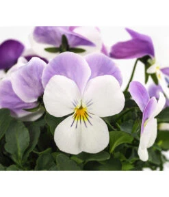 Beet- & Balkonpflanzen-Set Frühlingsfreude, 6-teilig -Dehner 8808685 WE DE 002 ViolaCornutaWeissViola