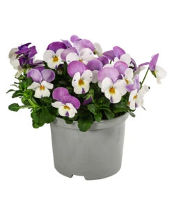 Beet- & Balkonpflanzen-Set Frühlingsfreude, 6-teilig -Dehner 8808685 WE FS 003 ViolaCornutaSFGelbWeissRosa10FJDehnerExpressHerzig