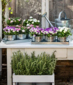 Hornveilchen, Sonderfarben -Dehner 8808685 WE MO 001 HornveilchenBellisNelke