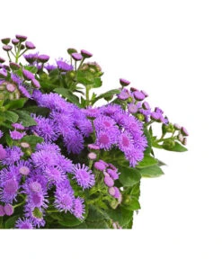 Leberbalsam 9 Leberbalsam -Dehner 8809345 PR DE 001 LeberbalsamAgeratumHoustonianumBlauDehnerExpressHerzig