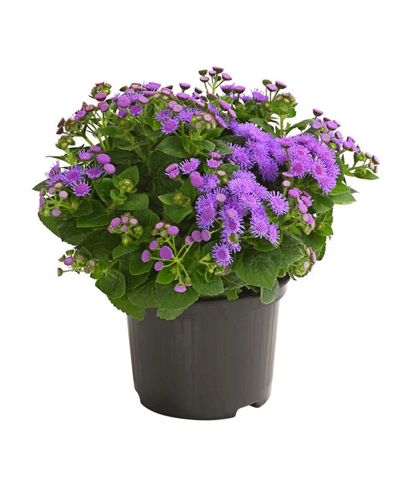 Leberbalsam 3 Leberbalsam